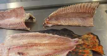 08.09_-_aproveitamento_de_carcacas_de_pirarucu