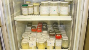 12082008BancodeLeiteHU003