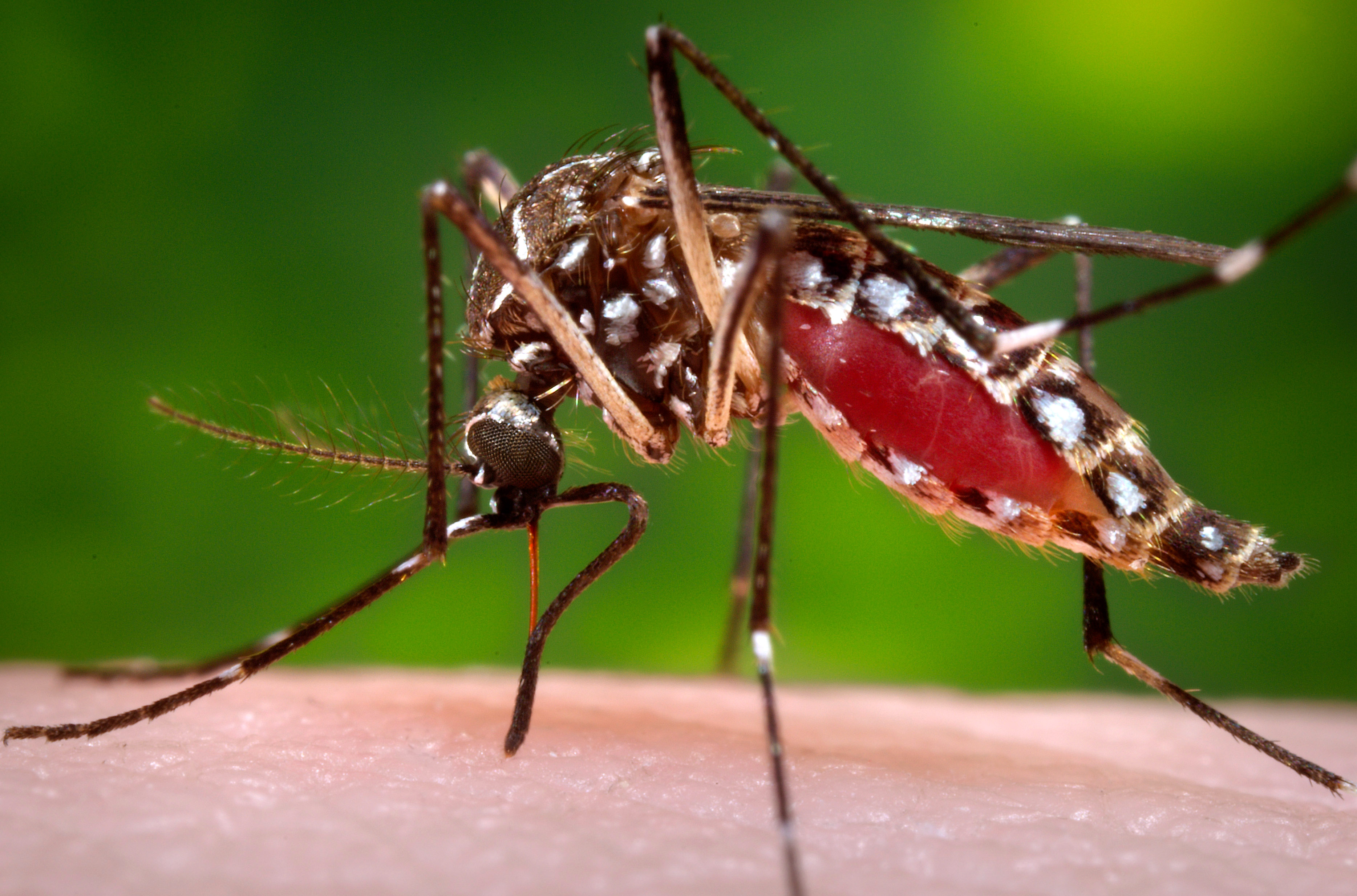 This 2006 photo provided by the Centers for Disease Control and Prevention shows a female Aedes aegypti mosquito in the process of acquiring a blood meal from a human host. On Friday, Jan. 15, 2016, U.S. health officials are telling pregnant women to avoid travel to Latin America and Caribbean countries with outbreaks of a tropical illness linked to birth defects. The Zika virus is spread through mosquito bites from Aedes aegypti and causes only a mild illness in most people. But theres been mounting evidence linking the virus to a surge of a rare birth defect in Brazil. (James Gathany/Centers for Disease Control and Prevention via AP)