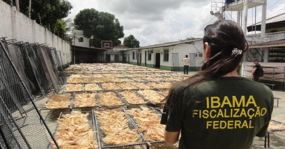 4mai2012---fiscal-do-ibama-observa-patio-com-bexigas-natatoria-de-empresa-de-belem-no-para-que-foi-embargada-e-multada-em-r-27-milhoes-apos-a-apreensao-de-77-toneladas-de-barbatanas-de-tubarao-o-1336171569710_956x500