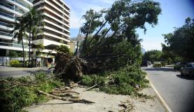 928559-queda de árvores_rj_0263