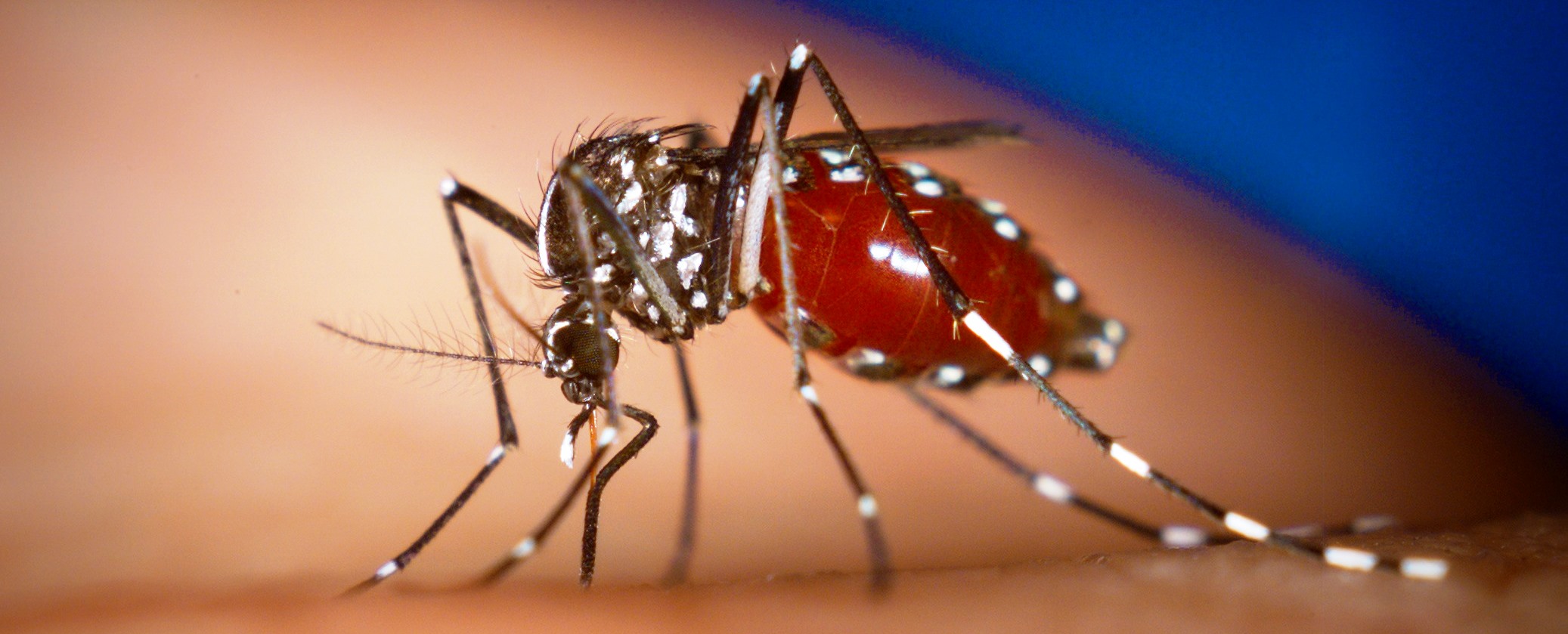 Chikungunya