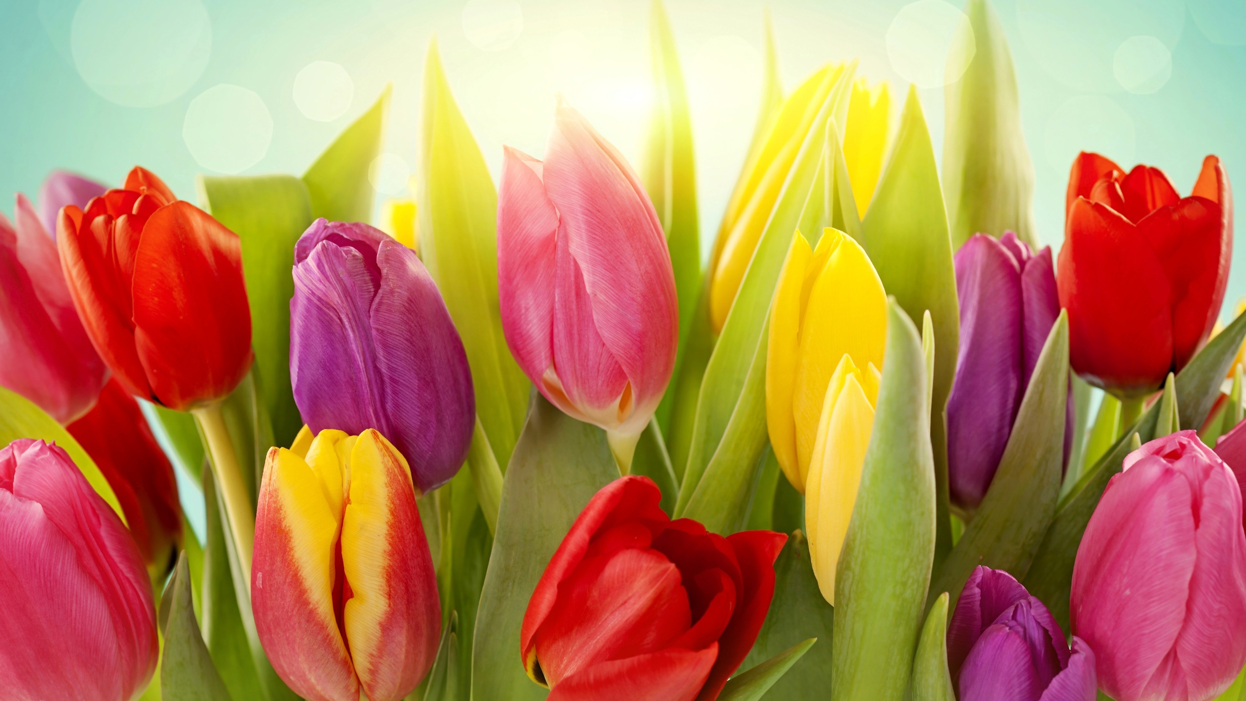 Different-colors-of-tulip-flowers_2560x1440