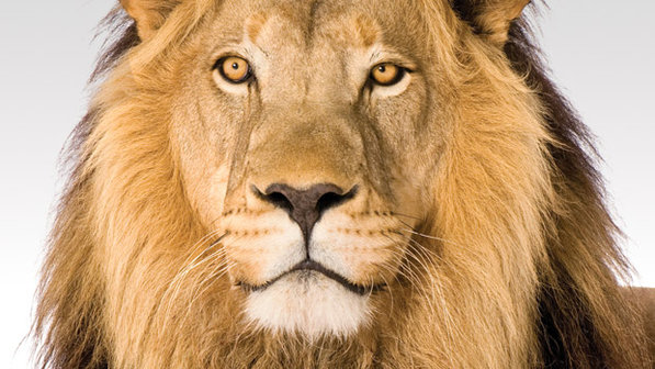 LEAO-7896-c-size-598