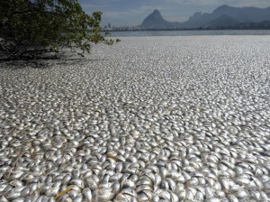 Mortandade de peixes na lagoa