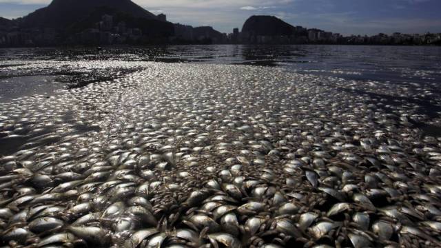 Mortandade-de-peixesGLOBO