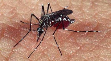 Mosquito-da-Dengue-360x200