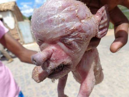 Porco_Nasce_com_cara_gente