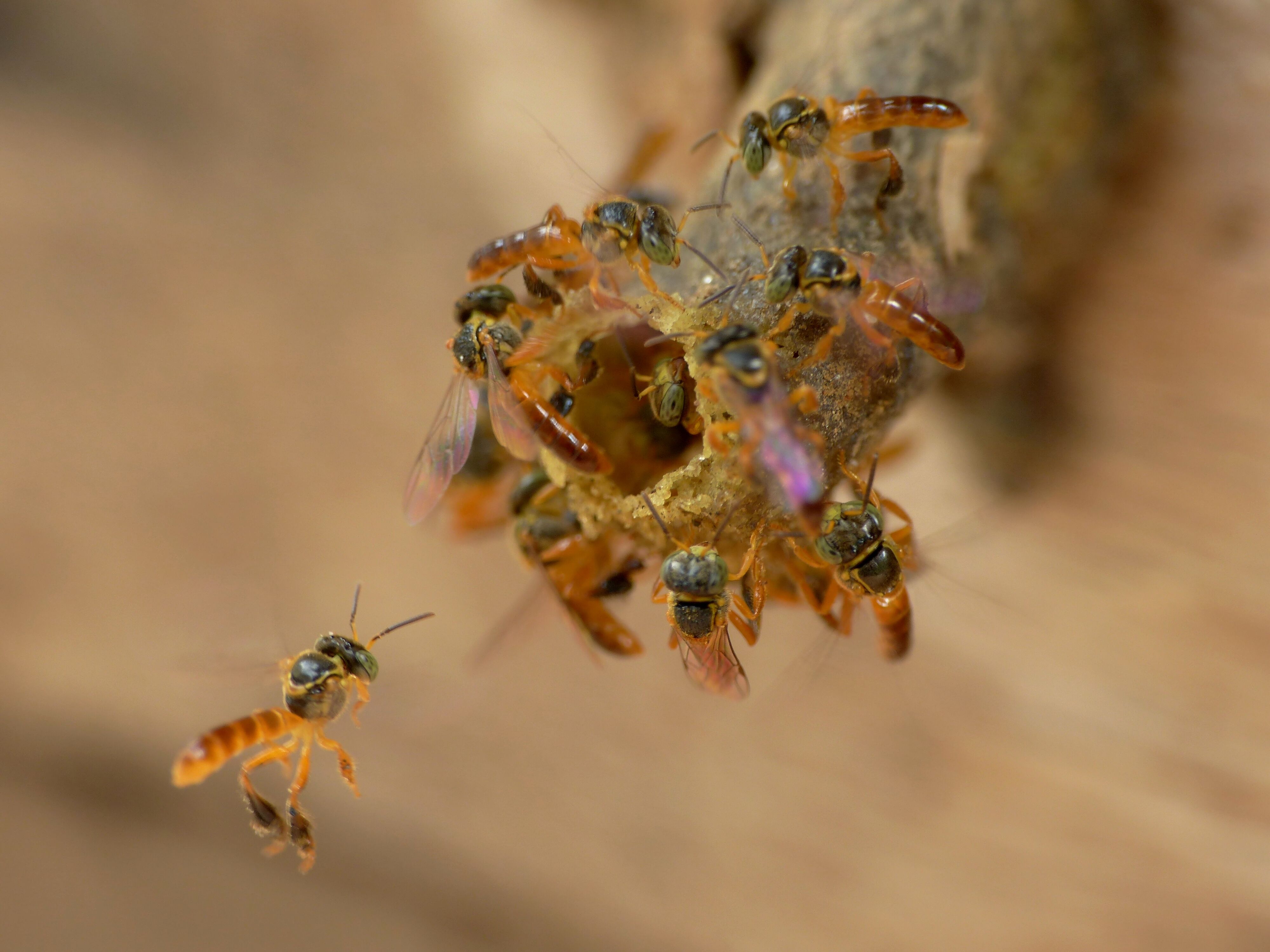abelha Jataí_ alexandre Machado