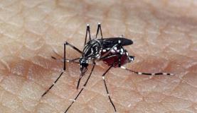 aedes_dengue