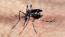 aedes_dengue_zika