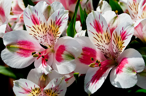alstroemeria-flower-1