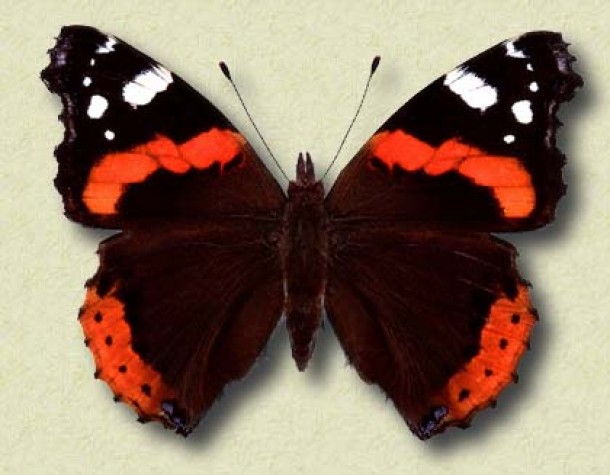 bor_almirante_vermelho