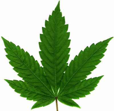 cannabis_spp_leaf