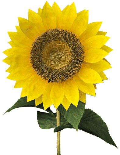 como-plantar-girassois-e-ter-flores-lindas-1-1