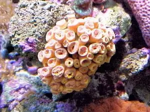 coral_pertencente_ao_genero_tubastraea_spp