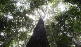 dsmatamento_na_amazonia_pa_moju_7855