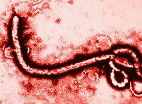 ebola-virus