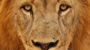 economia-imposto-renda-animal-leao-20100722-02-size-598