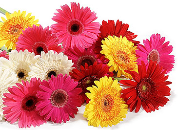 encantando-com-as-gerberas-5