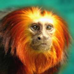 faunabrasil_micoleao-caradourada