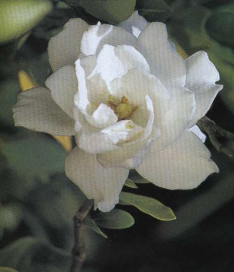 gardenia
