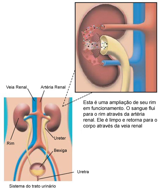 how_kidneys_work_grande