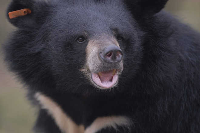 images_noticias_not1511_Asia_urso_negro_resgatada3