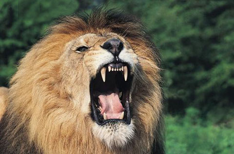 leão-feroz