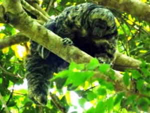 macaco_unemat_620x465