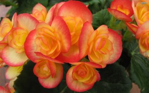 orange-begonia-3880-2560x1600