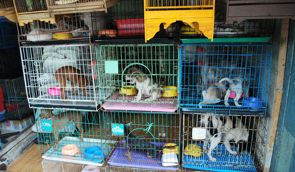 pet_shop1