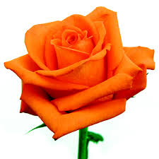 rosa laranja