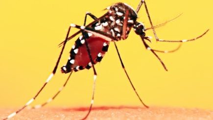 sintomas-da-febre-amarela-facebook