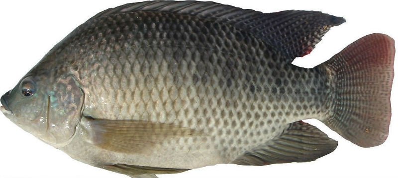 tilapia
