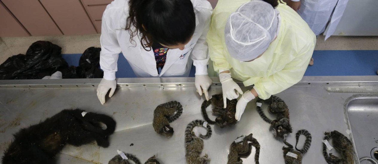 x74436924_RIRio-de-Janeiro-RJ-23-01-2018Pesquisadores-fazem-autopsias-em-macacos-mortos-por.jpg.pagespeed.ic.Mu28dmuOAQ