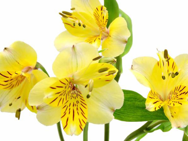 yellow-bulk-alstroemeria