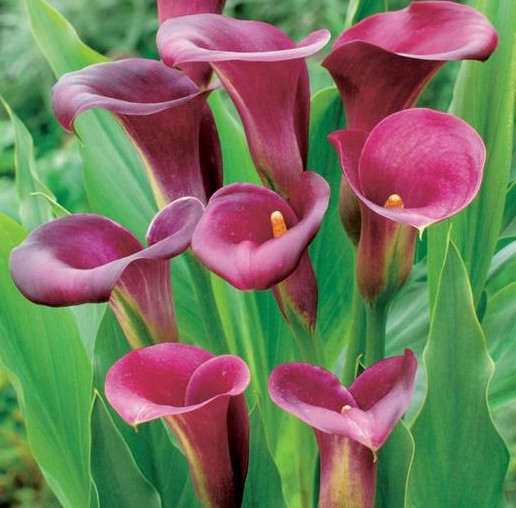 zantedeschia_pink_persuasion__80704